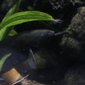 Peters's elephant-nose fish (Gnathonemus petersii)