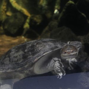 Northern snake-necked turtle (Chelodina rugosa)