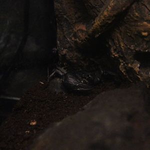 Asian forest scorpion (Heterometrus spinifer)