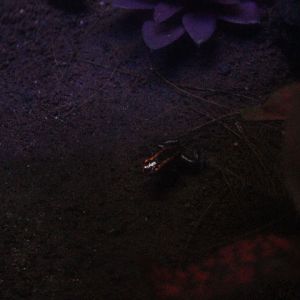 Golfodulcean poison frog (Phyllobates vittatus)