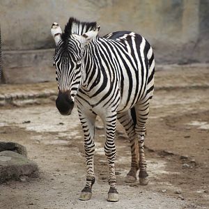 Plains Zebra