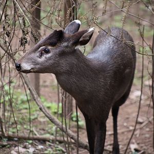 Ichang Tufted Deer (Elaphodus cephalophus ichangensis)