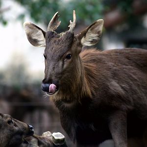 Sambar (Rusa unicolor)
