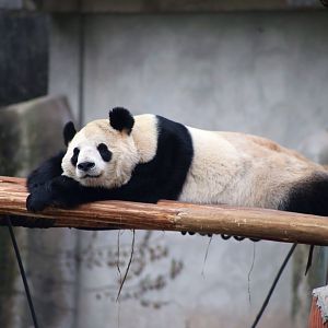 Giant Panda