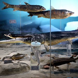 Chinese Paddlefish (Psephurus gladius)