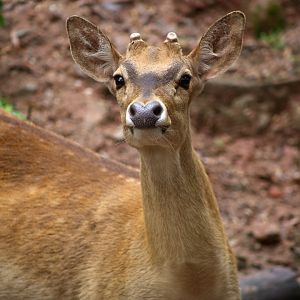 Hainan Eld's Deer (Rucervus eldii siamensis/hainanus)