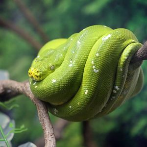 Green Tree Python