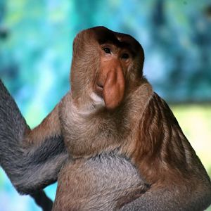 Proboscis Monkey (Nasalis larvatus)