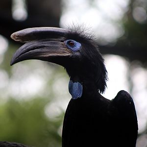 Black-casqued Hornbill