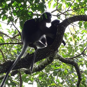 Dusky leaf-monkey (Trachypithecus obscurus)