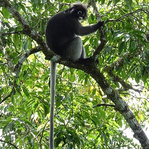 Dusky leaf-monkey (Trachypithecus obscurus)