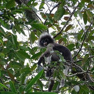 Dusky leaf-monkey (Trachypithecus obscurus)
