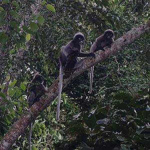 Dusky leaf-monkey (Trachypithecus obscurus)