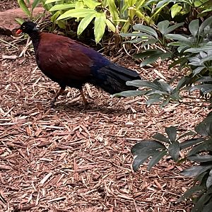 Green-naped Pheasant Pigeon