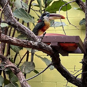 Curl-crested Aracari