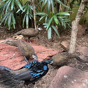 Palawan Peacock-Pheasant