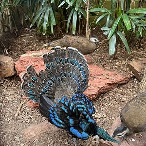 Palawan Peacock-Pheasant