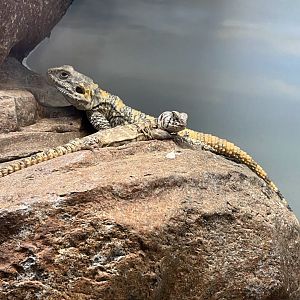 Painted Agama (Stellagama stellio) and Ornate Uromastyx (Uromastyx ornata)