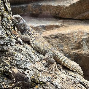 Ornate Uromastyx (Uromastyx ornata)