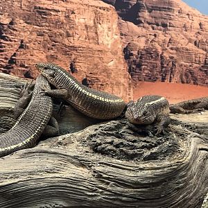 Giant Plated Lizard (Matobosaurus validus)