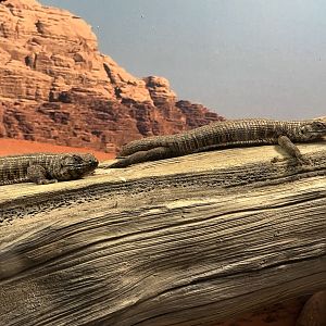 Giant Plated Lizard (Matobosaurus validus)