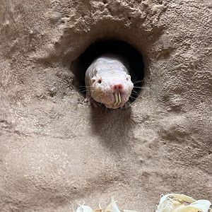 Naked Mole Rat