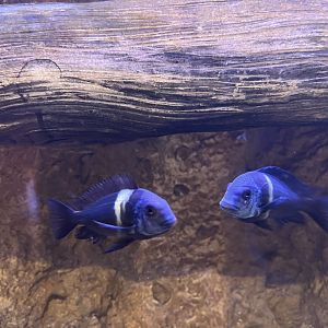 Yellow-banded Cichlid (Tropheus duboisi)