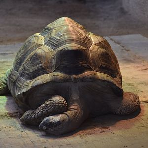 Aldabra giant tortoise (Aldabrachelys gigantea)