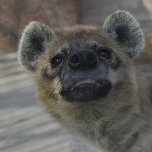 Spotted hyena (Crocuta crocuta)