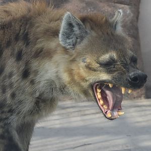 Spotted hyena (Crocuta crocuta)