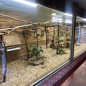 Multi-species South American exhibit 260124