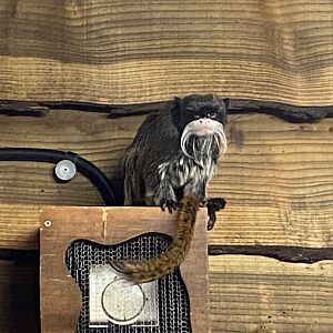 Emperor tamarin 260124