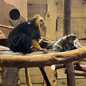 Golden-headed lion tamarin and Emperor tamarin 260124