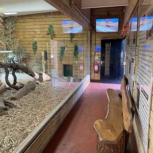 Komodo dragon exhibit 260124