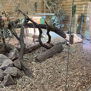 Komodo dragon exhibit 260124