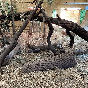 Komodo dragon exhibit 260124
