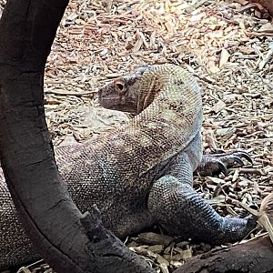 Komodo dragon 260124