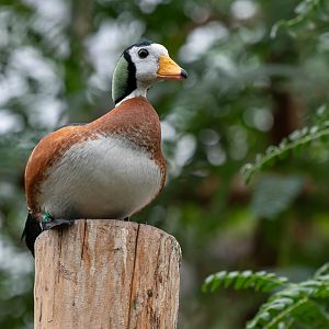 African pygmy-goose (Nettapus auritus)