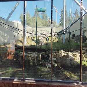 Bornean Orangutan & Javan Langur 1