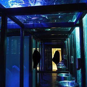 Men's bathroom under tank with African cichlids, 2023-10-13