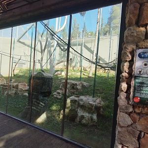 Bornean Orangutan & Javan Langur 2