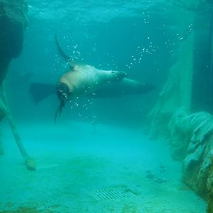 Cape fur seal exhibit underwater, 2023-10-13