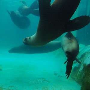 Cape fur seals (Arctocephalus pusillus pusillus) underwater, 2023-10-13