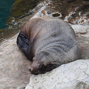 Cape fur seal (Arctocephalus pusillus pusillus), 2023-10-13