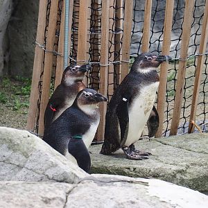 Juvenile African penguins (Spheniscus demersus), 2023-10-13