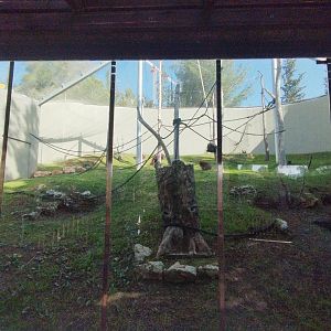 Bornean Orangutan & Javan Langur 3