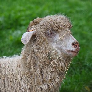 Angora goat (Capra hircus), 2023-10-13