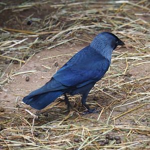 Wild Western jackdaw (Coloeus monedula), 2023-10-13