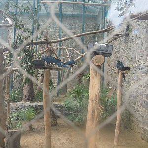Lear's macaw aviary, 2023-10-13