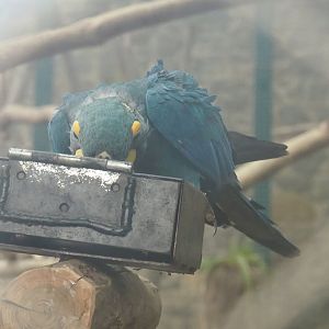 Lear's macaw (Anodorhynchus leari), 2023-10-13